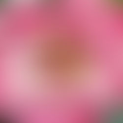 Embrouille à l’indienne