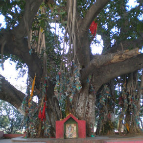 Premier bilan indien