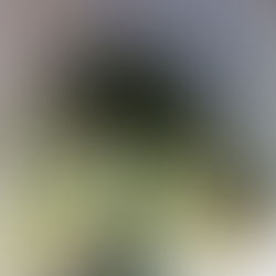 Le pas sain de Noël