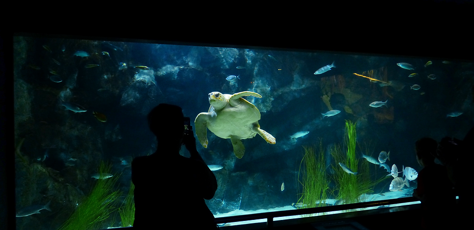 Sea Turtle