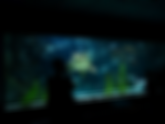 Reef Masterclass