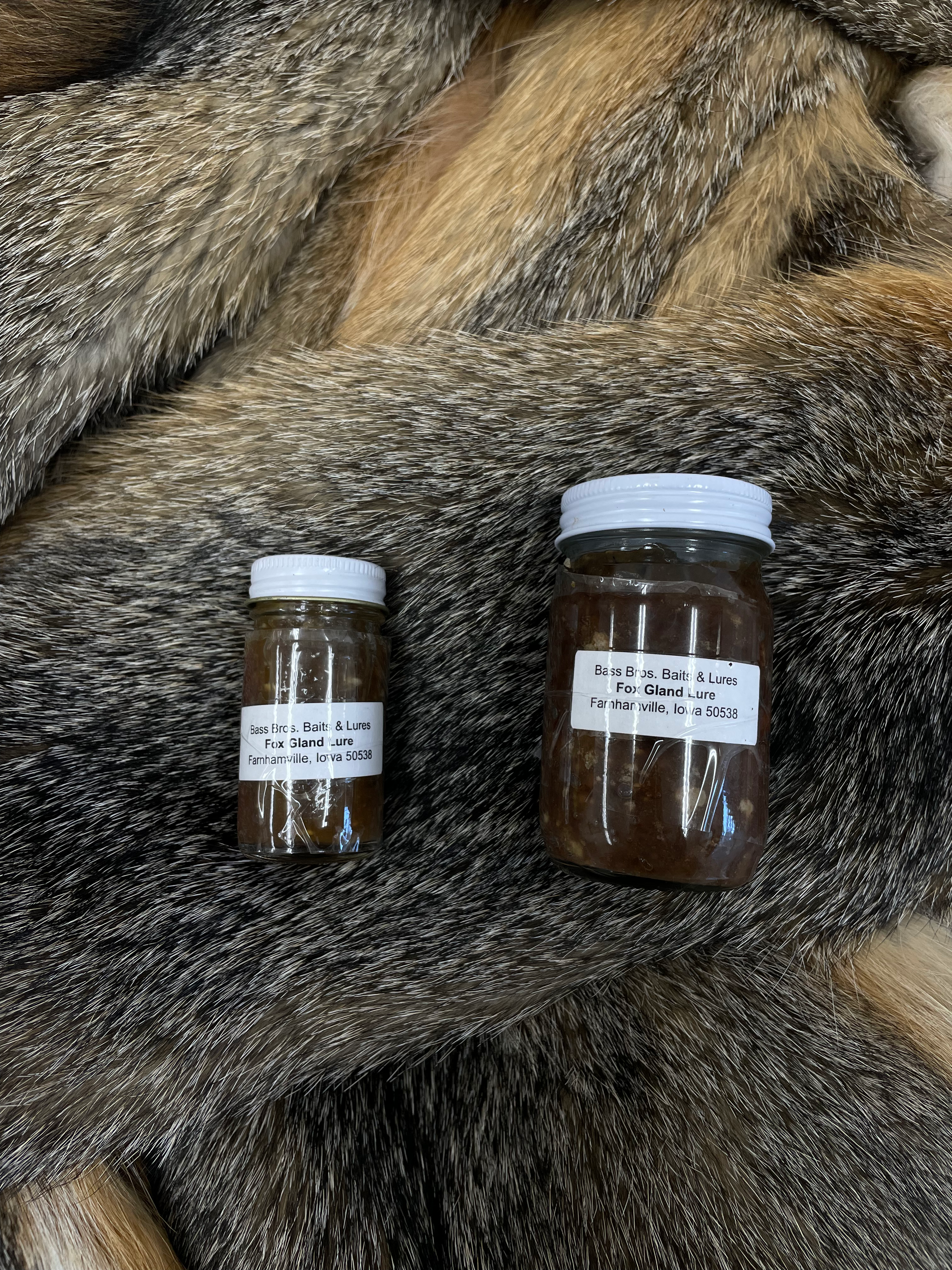 Bass Brothers Fox Gland