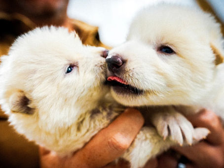 Il mito della resurrezione