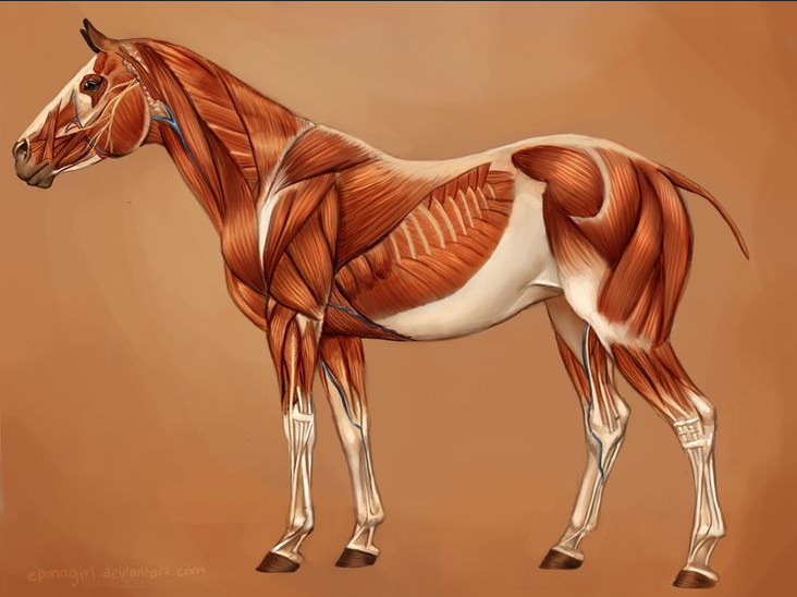 Aufwärmen leicht gemacht: Tipps für gesunde und leistungsfähige Pferde