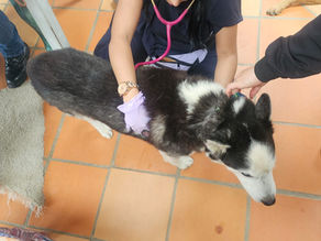 Veterinario a Domicilio en Sabana de Bogotá