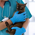Médecine vétérinaire léguevin