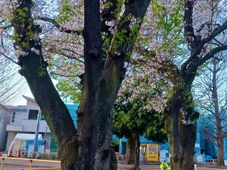 今年度もよろしくお願いいたします🌸