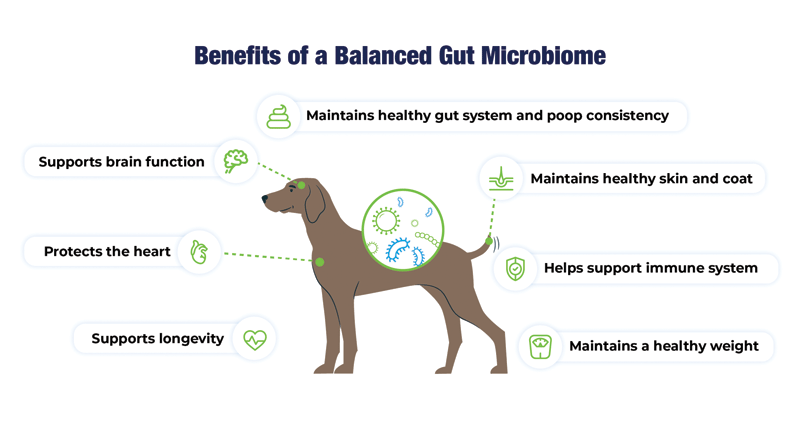 A diagram showing the benefits of a balanced gut microbiome in dogs