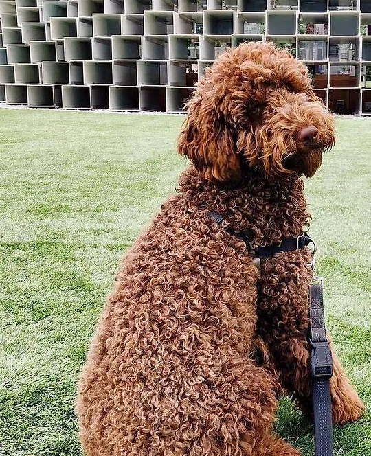A faded chocolate Australian Labradoodle with a wool coat