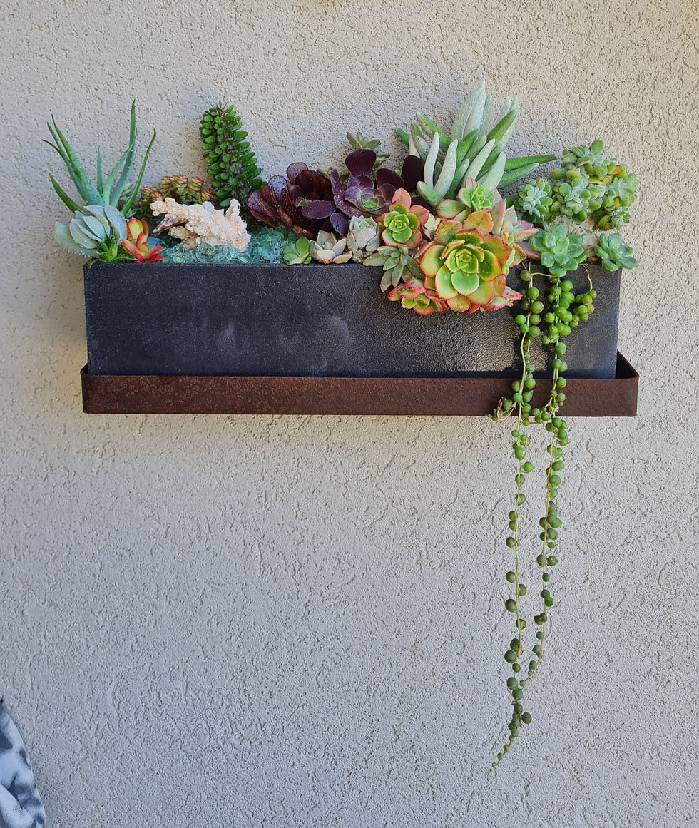 עציץ סוקולנטים על קיר