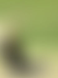 Bhavi Devchand playing cricket 