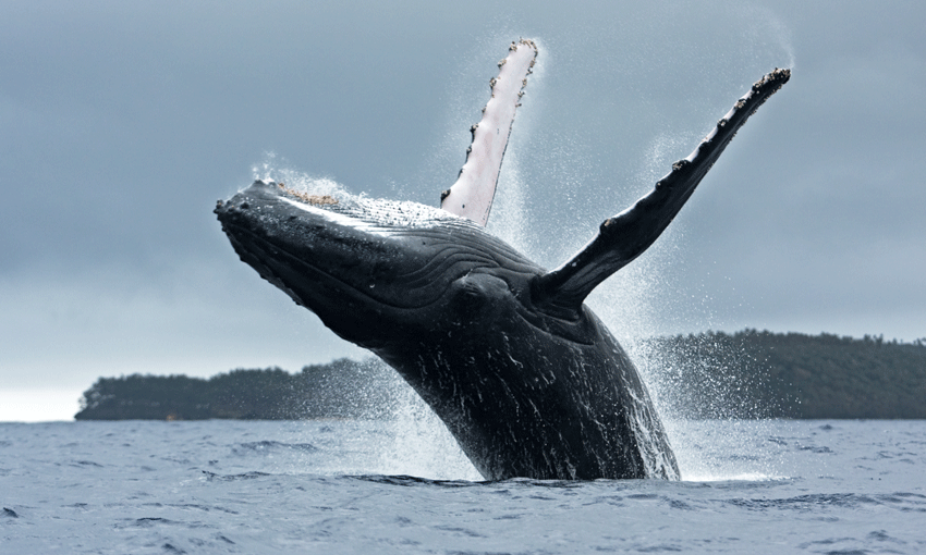 Port of Brisbane Supports Research on Whale Migration in Shipping Lanes