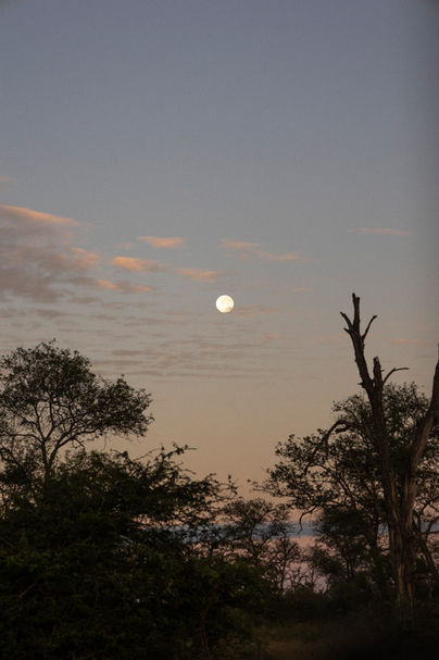 Safari Sunset Mond Moon Südafrika South Africa Savanne Kruger National Park Addo National Park Trees
