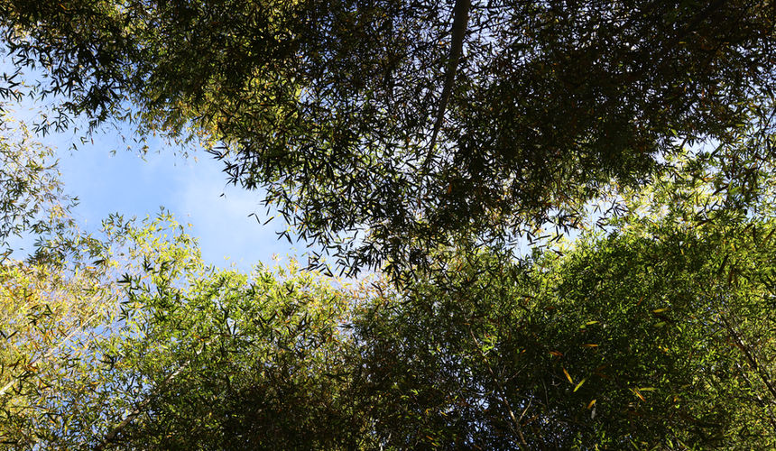 Bamboo forest in Shanlinxi