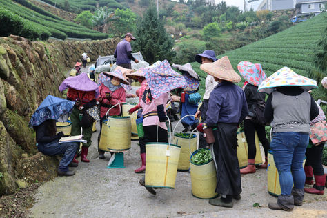 La guía definitiva a zonas productoras de té artesanal en Taiwán