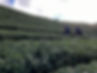 Tea Tourism in Lishan