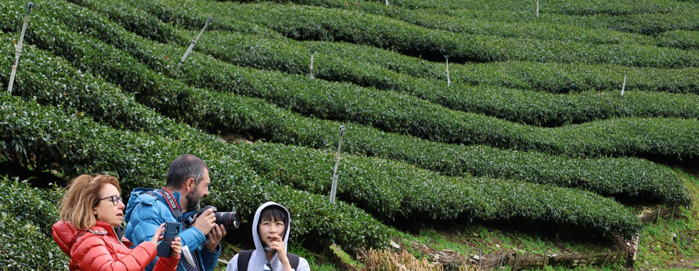 Visiting Lishan tea garden