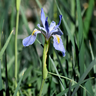 Wild Iris missouriensis , Mt. Pinos, Los Padres National Forest. Donnett Vanek©