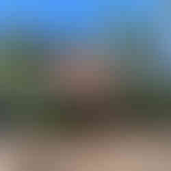 Allium denticulatum (Toothed Onion or Wild Onion) Mt. Pinos, Los Padres National Forest. Donnett Vanek©