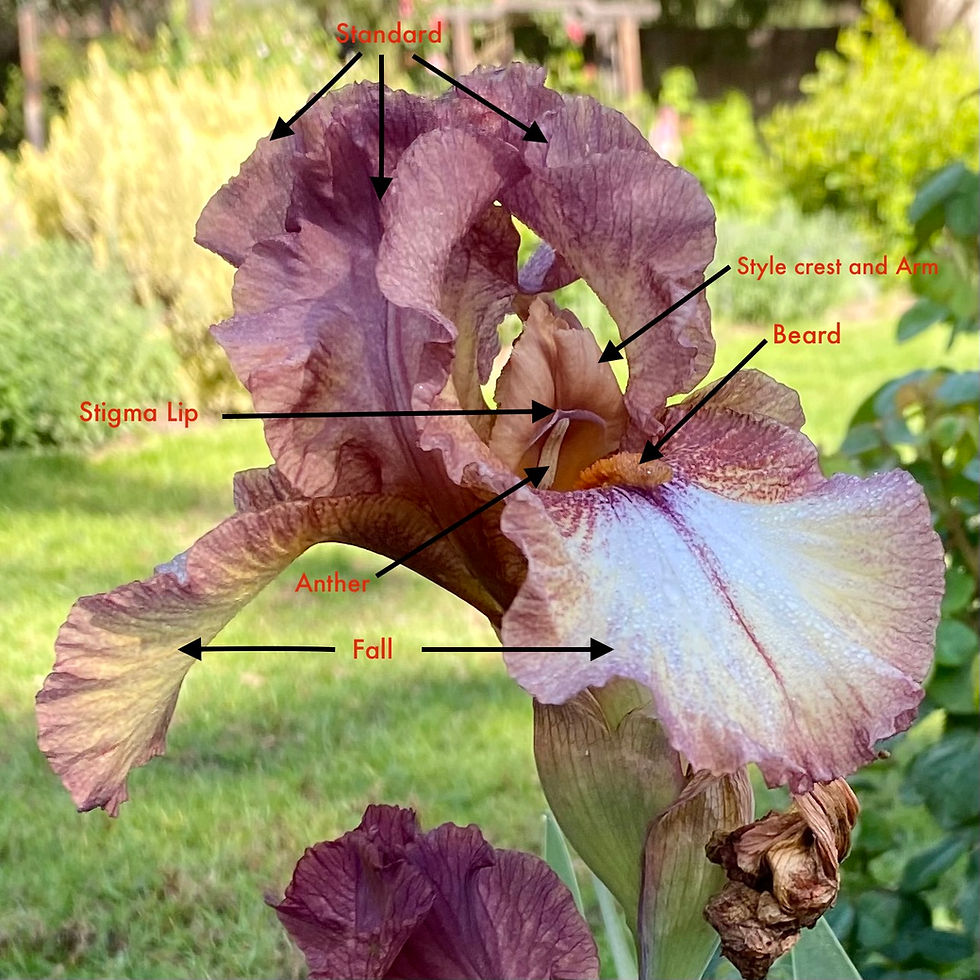 Parts of an iris flower