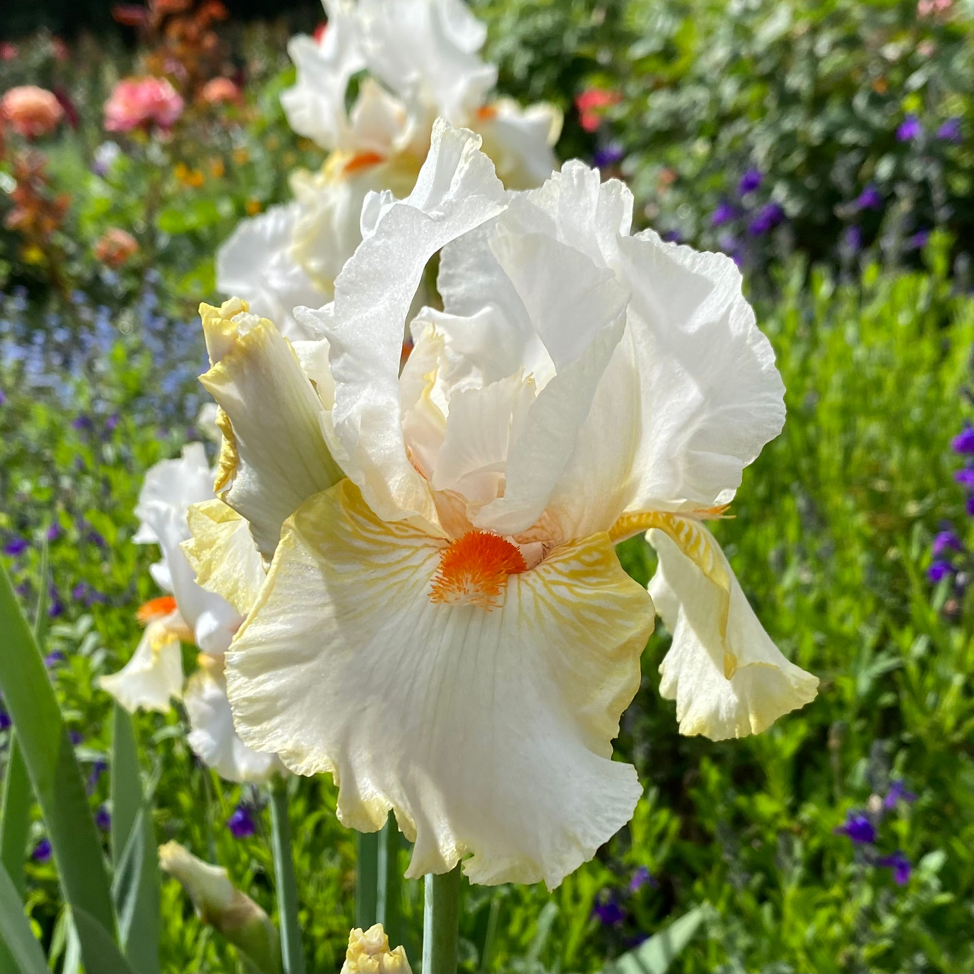 Iris photo by Donnett Vanek ©