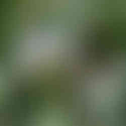 Bumble bee and wild Iris missouriensis, Los Padres National Forest.Donnett Vanek©