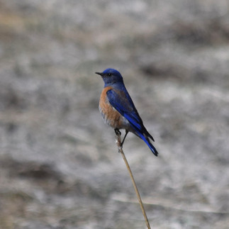 Western Bluebird - Donnett Vanek©