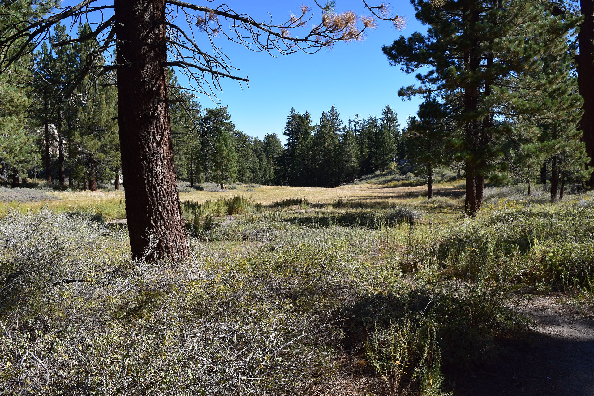 Wild Iris missourinesis meadow, in the fall.Mt. Pinos, Los Padres National Forest. Donnett Vanek©