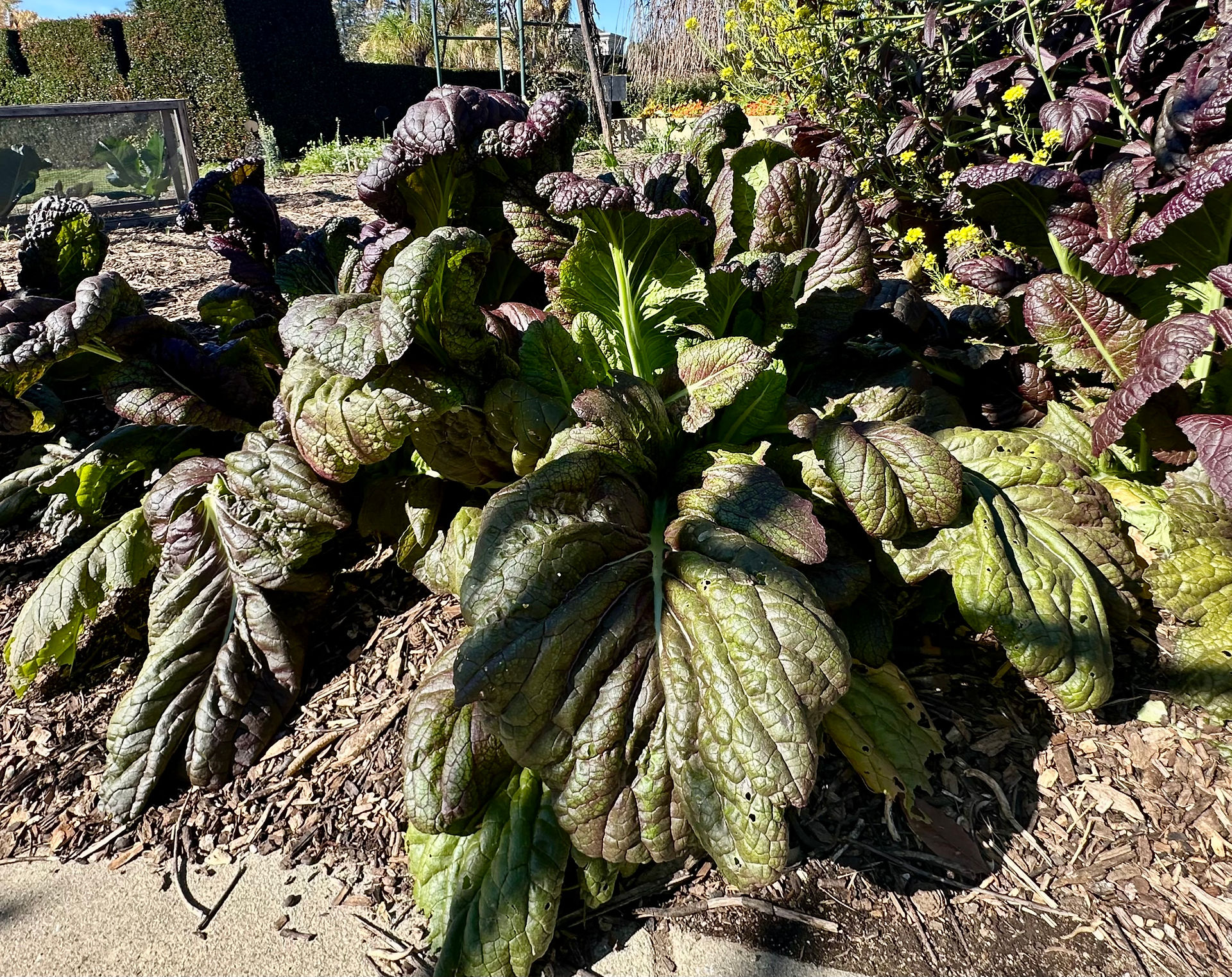 Red Mustard plants;Ranch Garden-The Huntington ©Donnett Vanek 2026