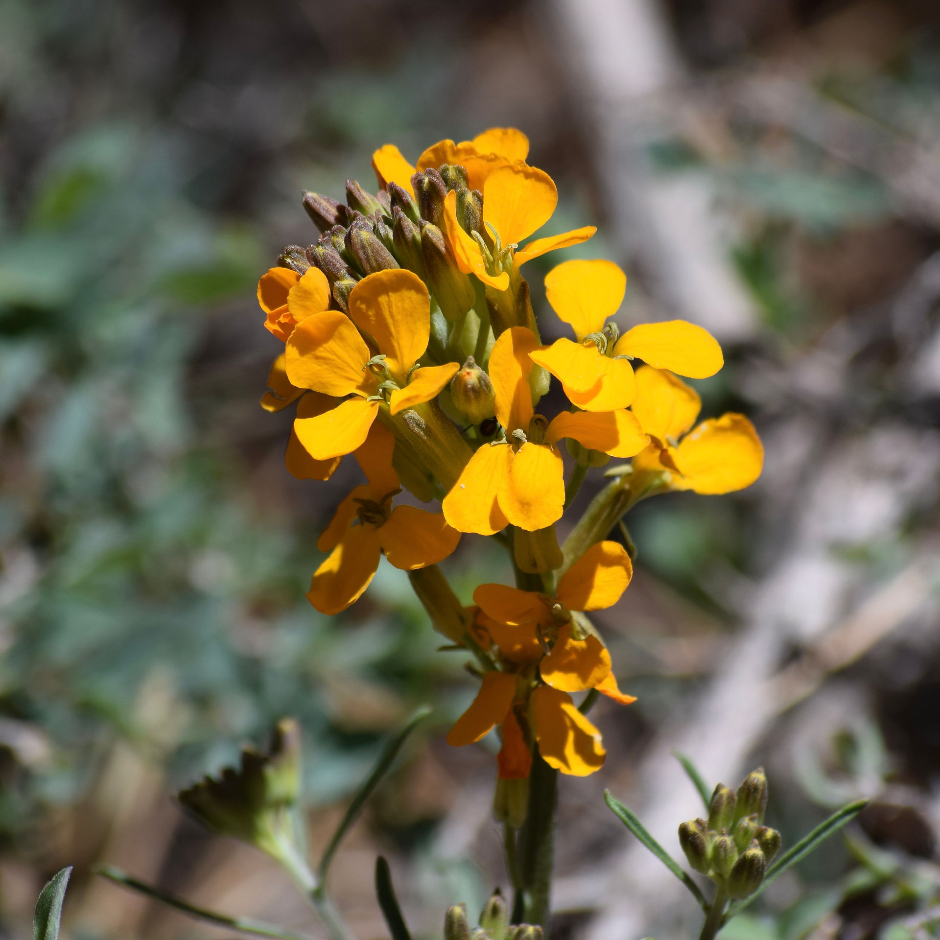 Erysimum capitatum ( Douglas' Wallflower) Mt. Pinos. Donnett Vanek©
