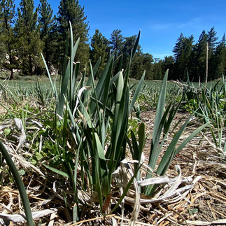 Dry leaves of the previous year still visible around the new shoots of the Iris missourinesis. Donnett Vanek©