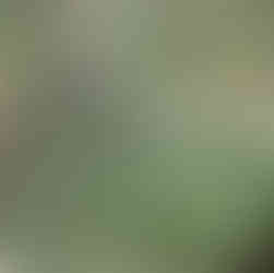 Lupis lepideus var.confertus (Clustered tidy lupine) Mt.Pinos, Los Padres National Forest. Donnett Vanek©