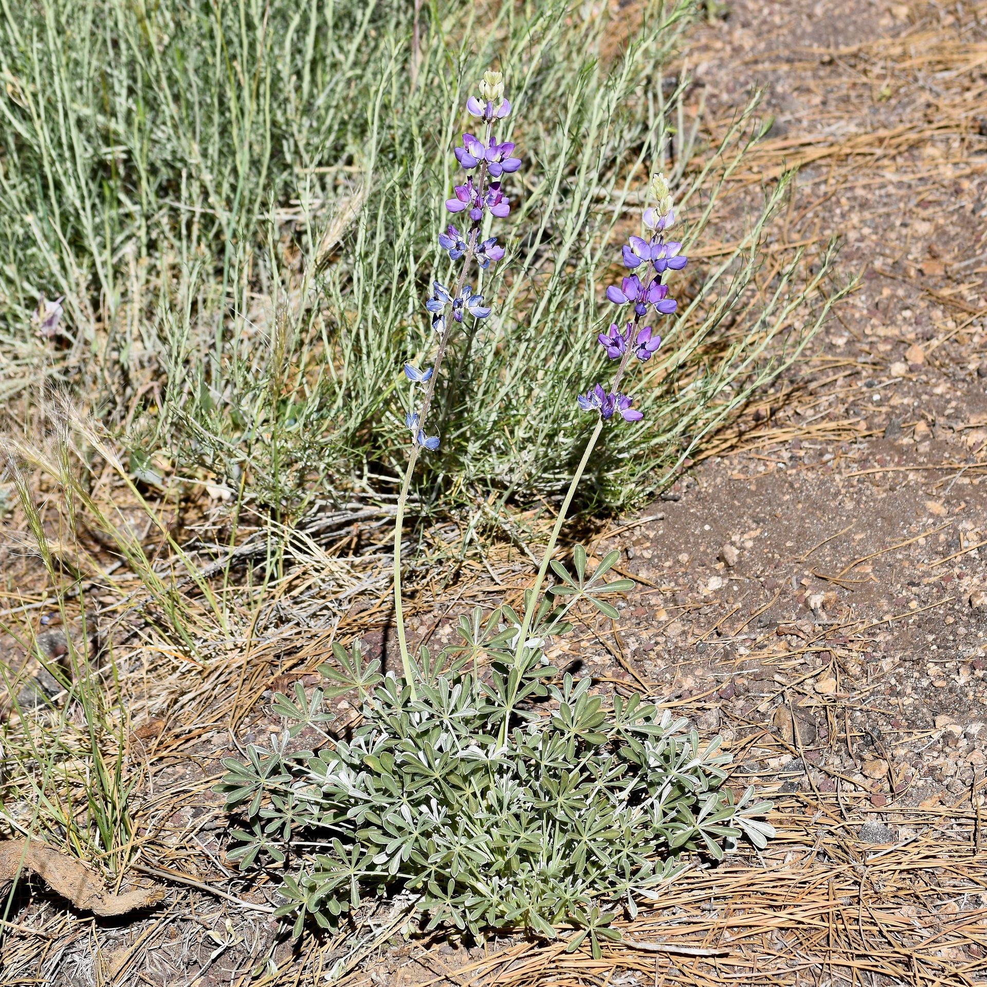 Lupine,possibly Lupinus elatus (Tall Silky Lupine) Mt. Pinos, Los Padres National Forest. Donnett Vanek©