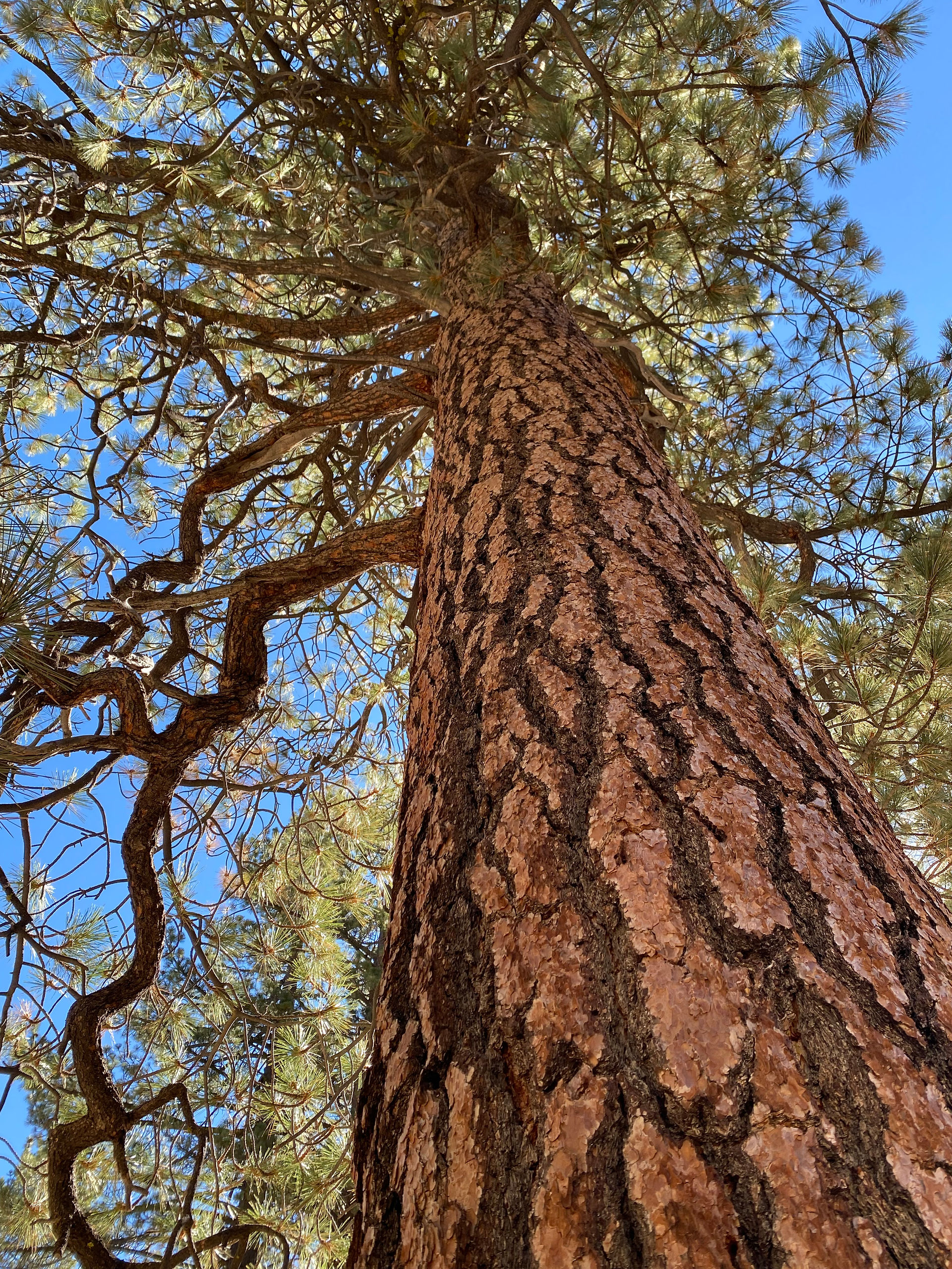 the majestic Pinus ponderosa. Mt. Pinos, Los Padres National Forest. Donnett Vanek© 