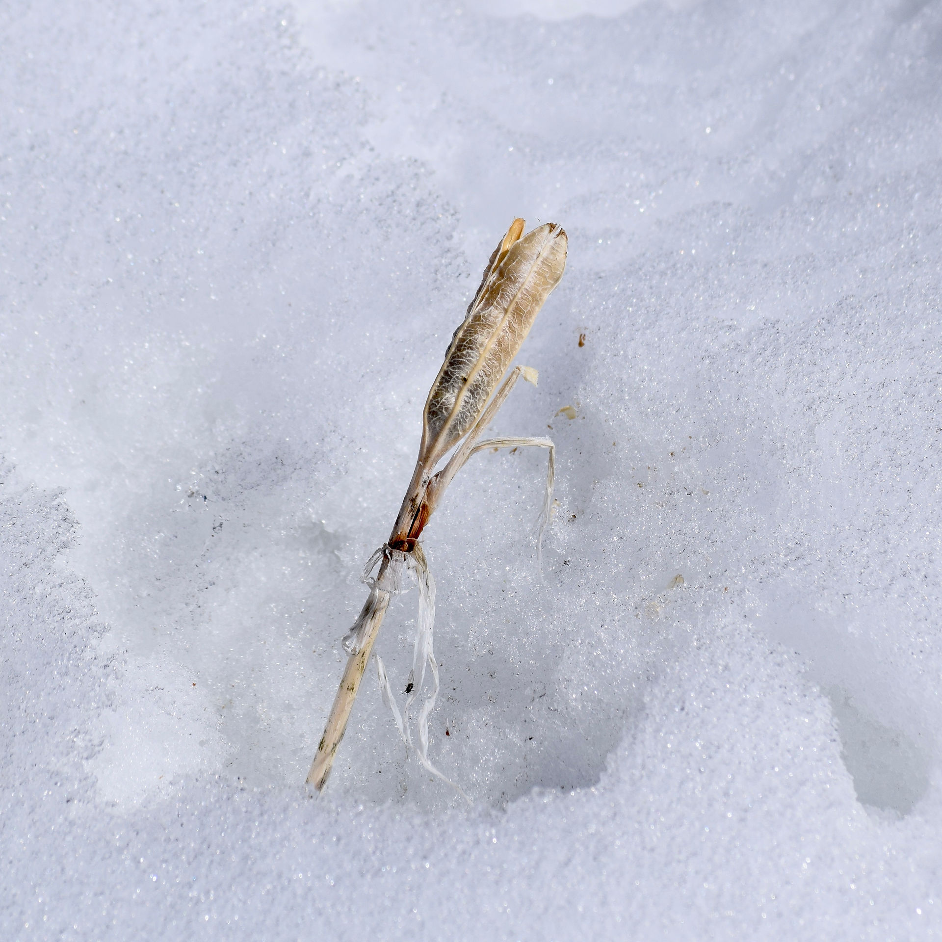 Beautiful seedpod of Iris missouriensis. Donnett Vanek©