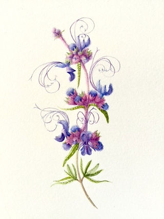 Watercolor by Alyse Ochniak, ©2023