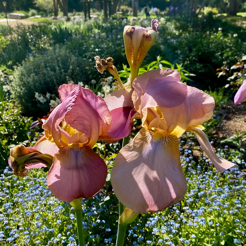 Iris at Descanso Gardens Donnett Vanek©