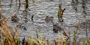 Bugardsmyrane