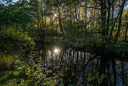 Kaldholelva