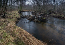 Kaldolelva