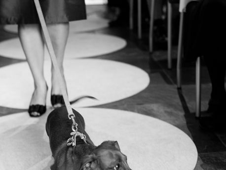 "A dog is the only thing on earth that loves you more than he loves himself." - Josh Billings