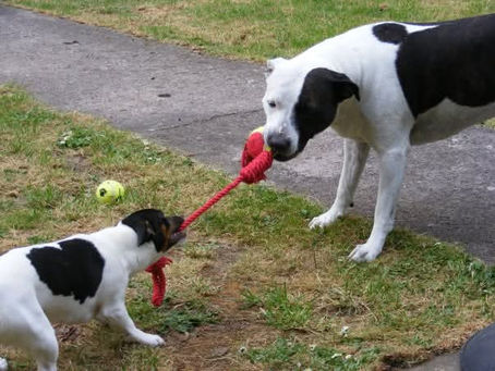 Dogs having a tug of war with their toy