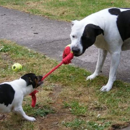 Dogs having a tug of war with their toy