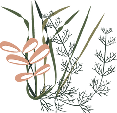 decorative plant vector image