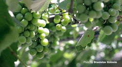 600606_10201056996483758_1481788442_n