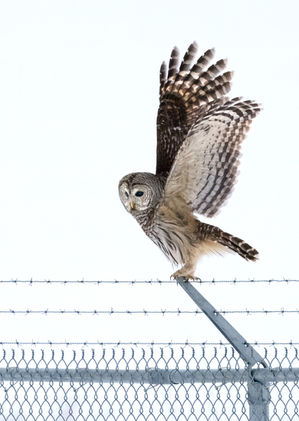barred owl sitting on barbed wire airport fence