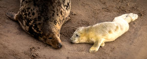 UK gray seals: a fluffy white seal pup with mum at horsey gap beach norfolk