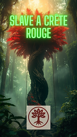 Copie de talle 15 cm poids 700g lune associeé Silmora Energie 10 % Métranite.png