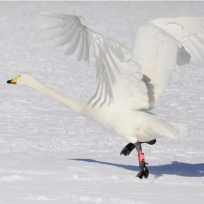 和子由渑池怀旧 How I compare the new arrivals in a life journey?