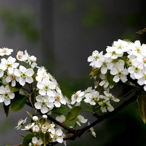东栏梨花 The Blooming Pear Tree by East Fence